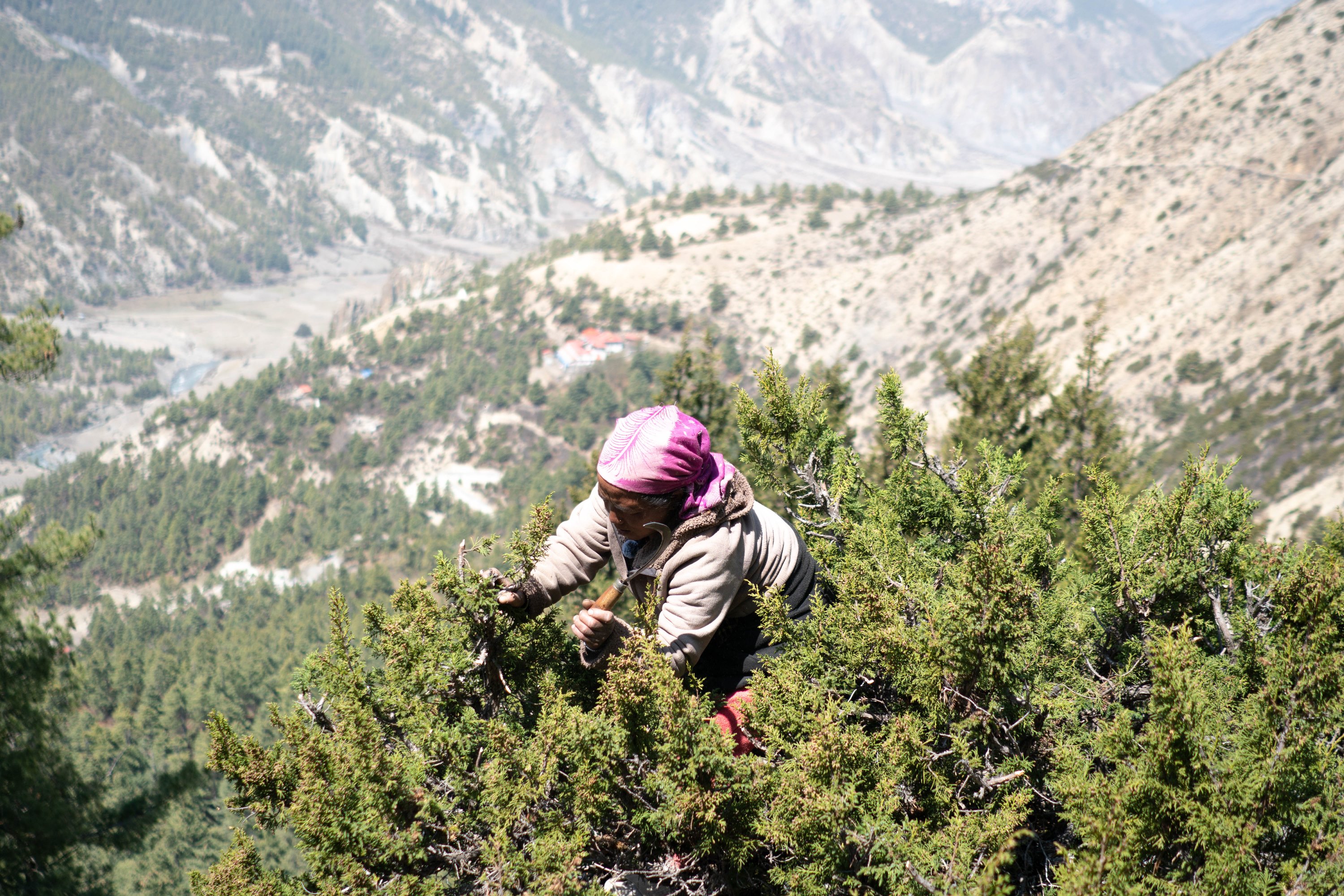 Keshmaya Tamang cuts juniper branches (2).jpg